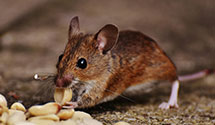 24 Hour & Emergency Exterminators in Midltwn, PA